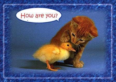 Chat et poussin