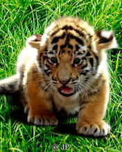 Bébé tigre