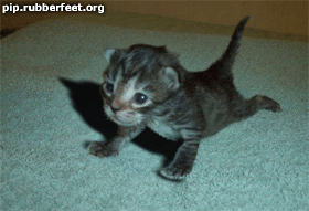 Chaton